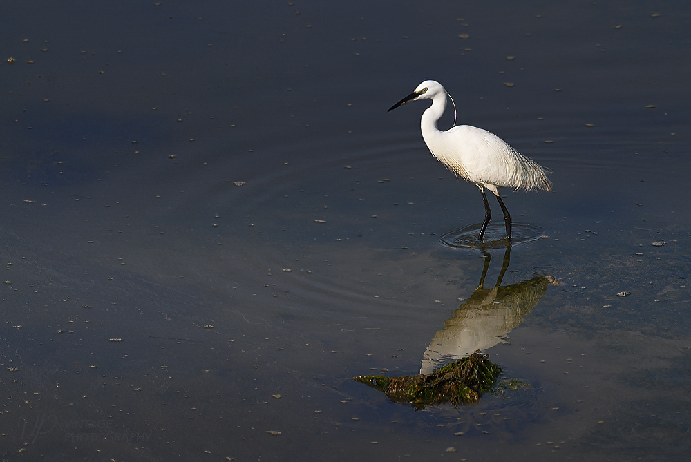 vintagephotography.co.uk